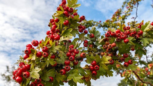 Hawthorn berries at Coombe Hill, Buckinghamshire